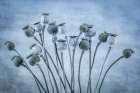 USA-Washington State-Seabeck Poppies gone to seed Art Print